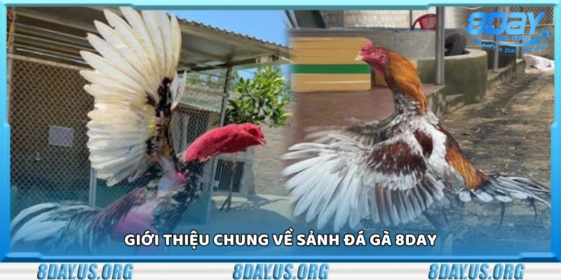Đá gà 8Day – Mãn nhãn từng trận đấu kịch tính - PIVEX.ONE