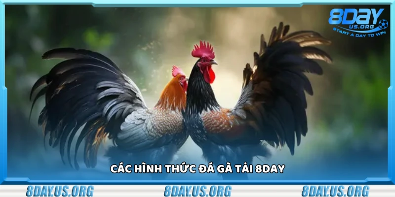 Đá gà 8Day – Mãn nhãn từng trận đấu kịch tính - PIVEX.ONE