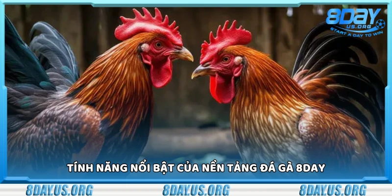 Đá gà 8Day – Mãn nhãn từng trận đấu kịch tính - PIVEX.ONE