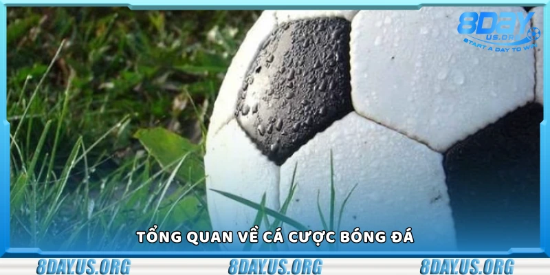 Cách cá cược bóng đá hiệu quả nhất – Bí quyết từ dân chơi lâu năm - PIVEX.ONE