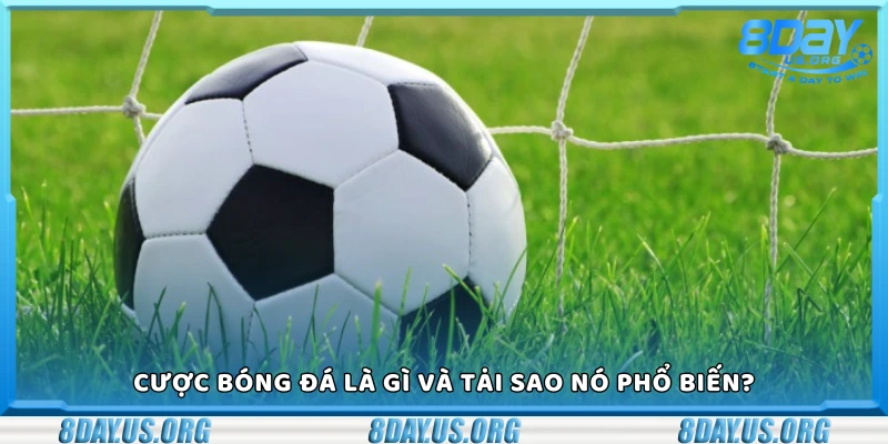 Cược bóng đá là gì? Những điều cần biết trước khi bắt đầu - PIVEX.ONE