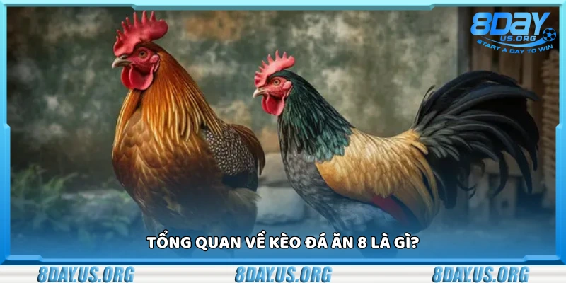 Đá ăn 8 là gì? Giải nghĩa kèo cược phổ biến trong đá gà - PIVEX.ONE