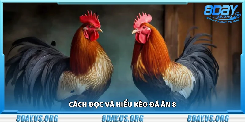 Đá ăn 8 là gì? Giải nghĩa kèo cược phổ biến trong đá gà - PIVEX.ONE
