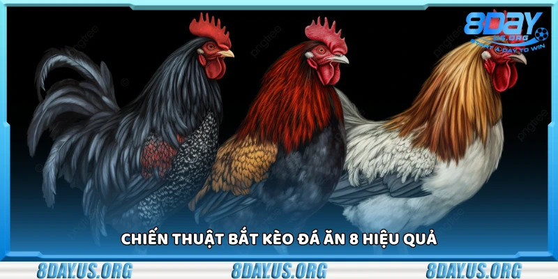 Đá ăn 8 là gì? Giải nghĩa kèo cược phổ biến trong đá gà - PIVEX.ONE