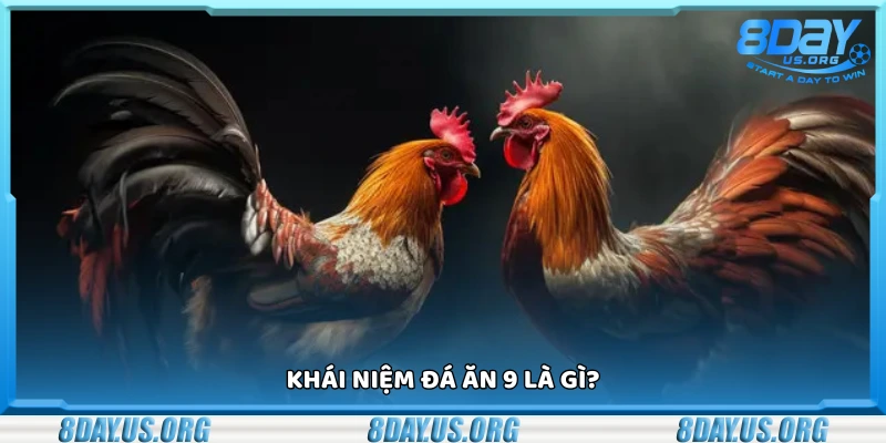 Đá ăn 9 là gì? Giải nghĩa kèo cược đá gà cực hot hiện nay - PIVEX.ONE
