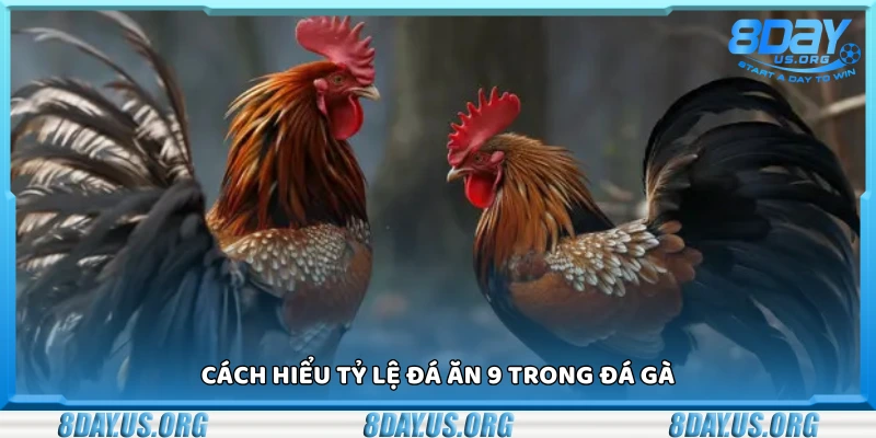 Đá ăn 9 là gì? Giải nghĩa kèo cược đá gà cực hot hiện nay - PIVEX.ONE