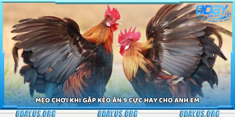 Đá ăn 9 là gì? Giải nghĩa kèo cược đá gà cực hot hiện nay - PIVEX.ONE